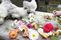 Kippen en bloemen